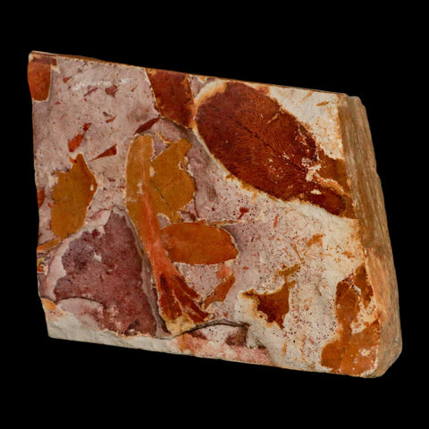 4" Detailed Glossopteris Browniana Fossil Plant Leaves Permian Age Australia - Fossil Age Minerals