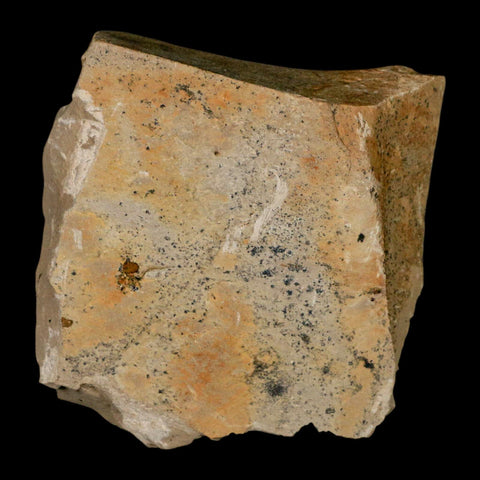 1.3" Rare Fossil Pistillate Cone Metasequoia Dawn Redwood Oligocene Age MT COA - Fossil Age Minerals