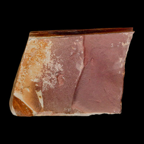 4" Detailed Glossopteris Browniana Fossil Plant Leaves Permian Age Australia - Fossil Age Minerals