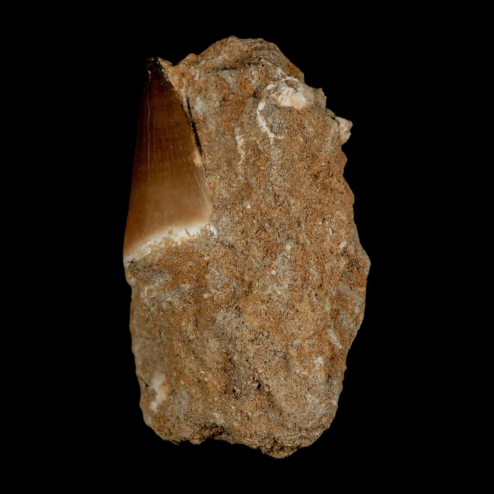 1.6" Mosasaur Prognathodon Fossil Tooth In Matrix Cretaceous Dinosaur Era COA - Fossil Age Minerals