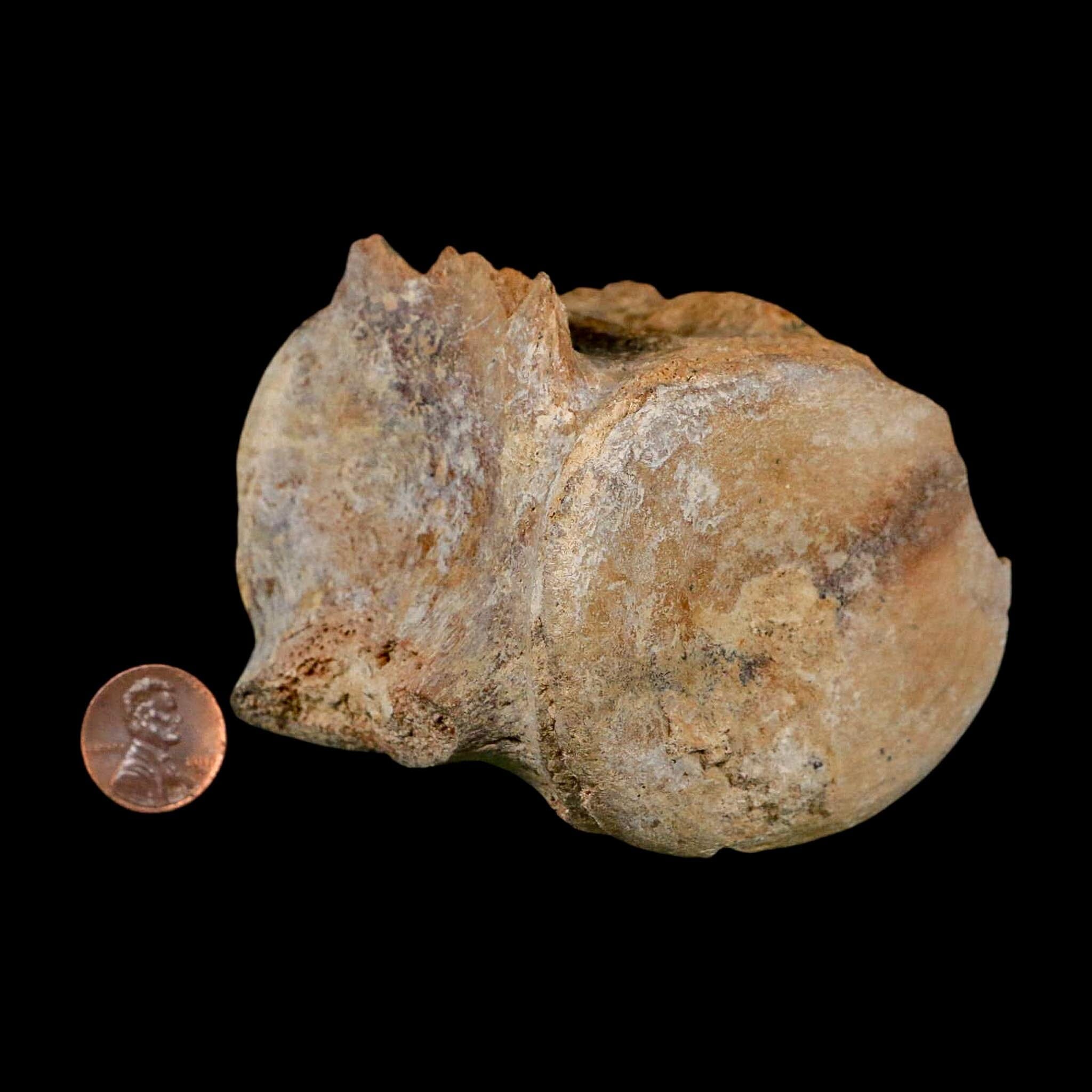 3.3" Basilosaurus Vertebrae Fossil Prehistoric Whale 34 Mil Yrs Old Late Eocene COA - Fossil Age Minerals