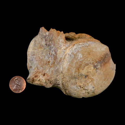 3.3" Basilosaurus Vertebrae Fossil Prehistoric Whale 34 Mil Yrs Old Late Eocene COA - Fossil Age Minerals