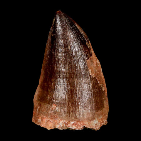 XL 2" Mosasaur Prognathodon Fossil Tooth Cretaceous Dinosaur Era COA & Stand