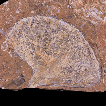 2.7" Detailed Ginkgo Cranei Fossil Plant Leaf Morton County, ND Paleocene Age COA