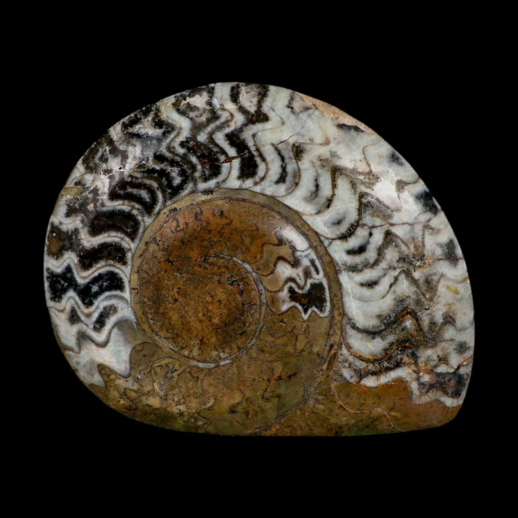 4.8" Goniatite Ammonite Fossil Polished Morocco Devonian Age COA