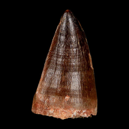 XL 2" Mosasaur Prognathodon Fossil Tooth Cretaceous Dinosaur Era COA & Stand