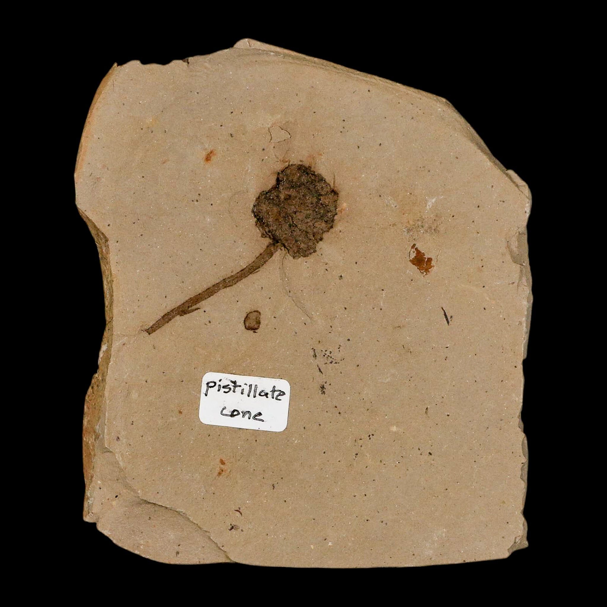 1.6" Rare Fossil Pistillate Cone Metasequoia Dawn Redwood Oligocene Age MT COA - Fossil Age Minerals