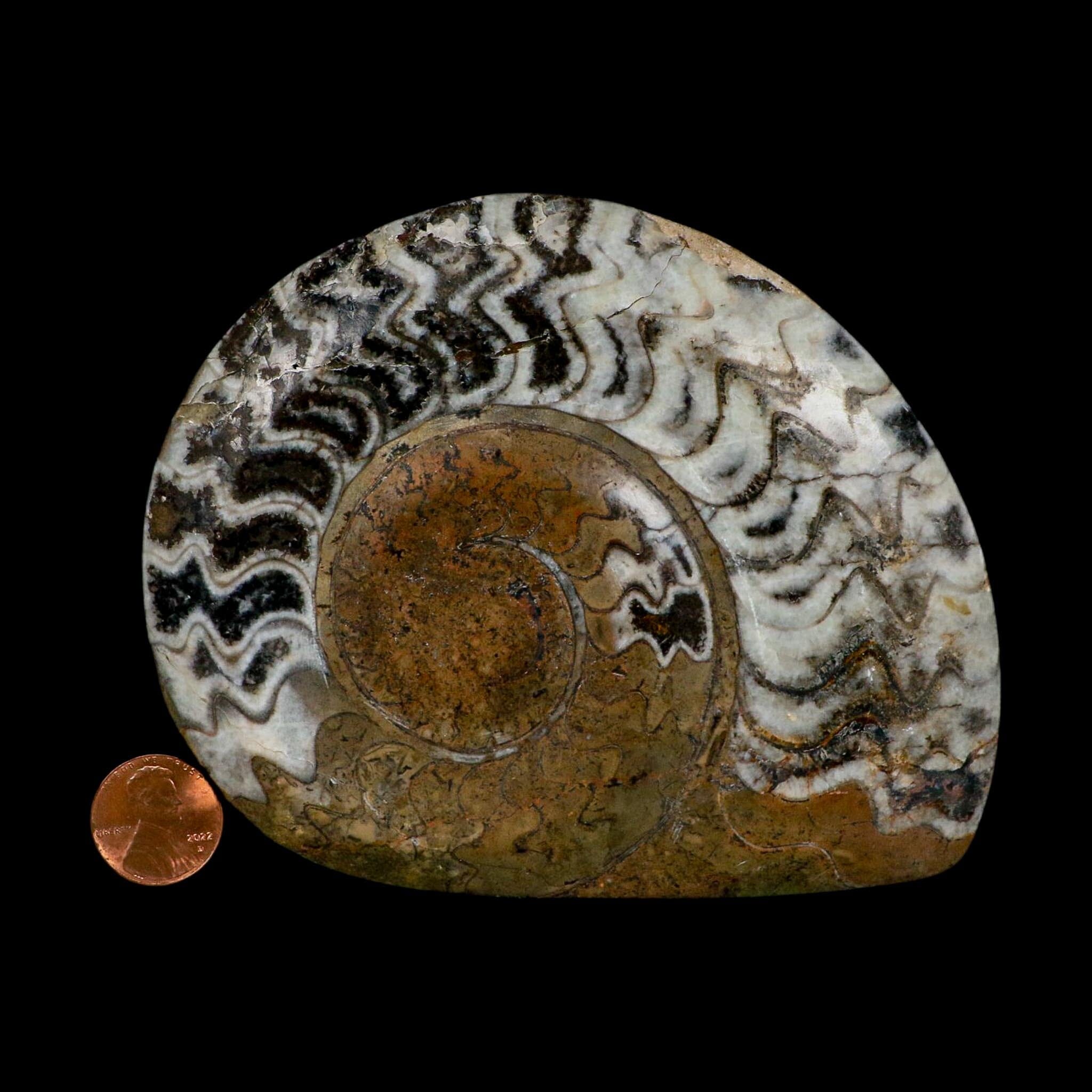 4.8" Goniatite Ammonite Fossil Polished Morocco Devonian Age COA