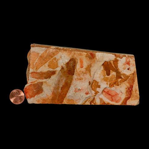 5.5" Detailed Glossopteris Browniana Fossil Plant Leaves Permian Age Australia - Fossil Age Minerals