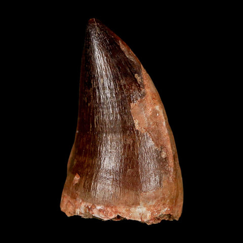 XL 2" Mosasaur Prognathodon Fossil Tooth Cretaceous Dinosaur Era COA & Stand