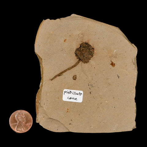 1.6" Rare Fossil Pistillate Cone Metasequoia Dawn Redwood Oligocene Age MT COA - Fossil Age Minerals
