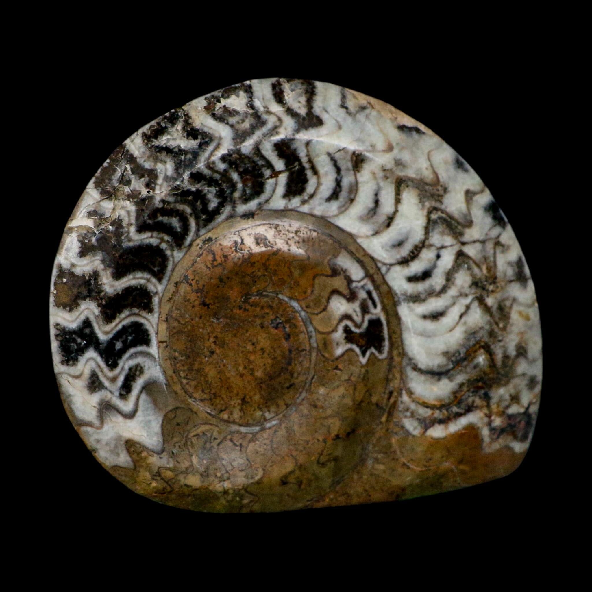 4.8" Goniatite Ammonite Fossil Polished Morocco Devonian Age COA