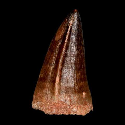 XL 2" Mosasaur Prognathodon Fossil Tooth Cretaceous Dinosaur Era COA & Stand