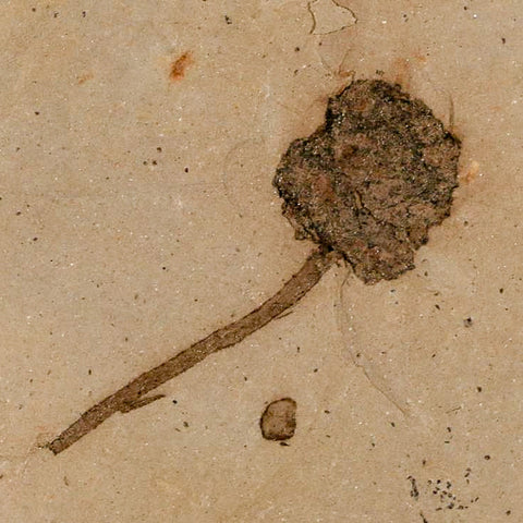 1.6" Rare Fossil Pistillate Cone Metasequoia Dawn Redwood Oligocene Age MT COA - Fossil Age Minerals