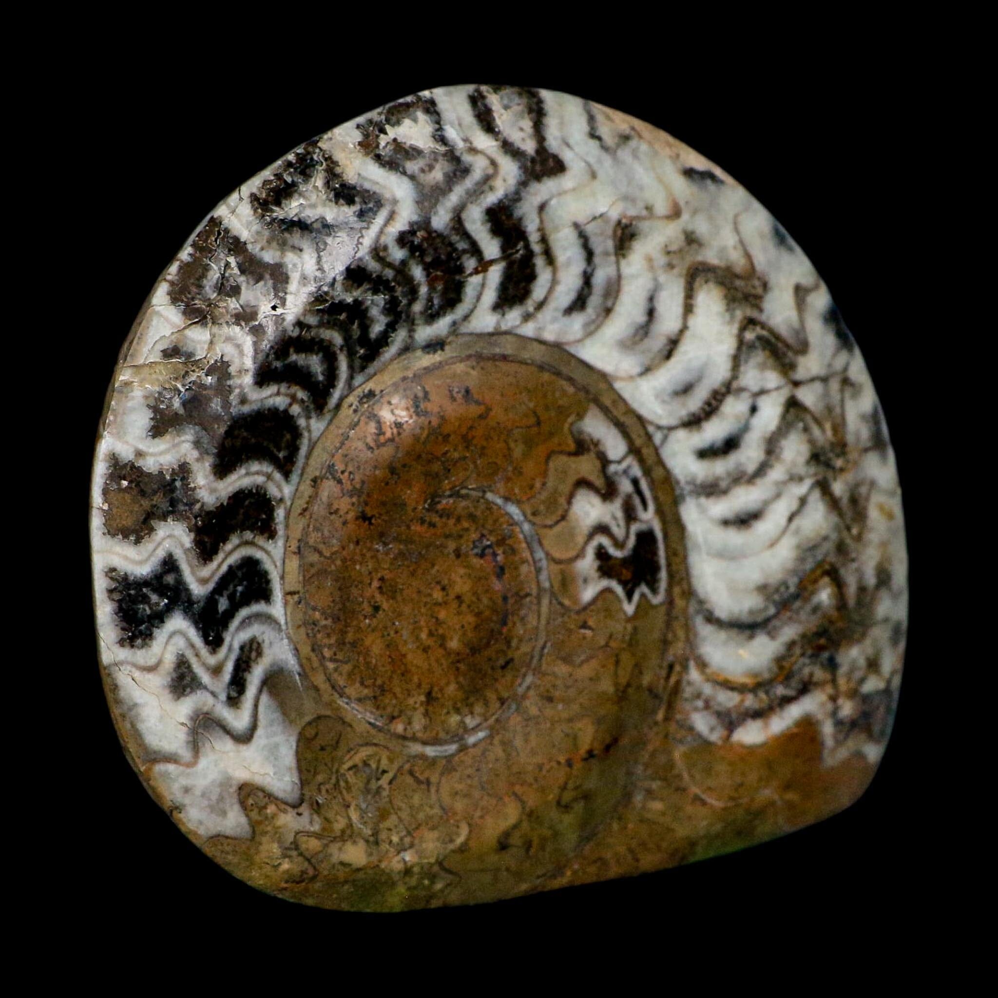 4.8" Goniatite Ammonite Fossil Polished Morocco Devonian Age COA