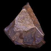 3.2" Detailed Ginkgo Cranei Fossil Plant Leaf Morton County, ND Paleocene Age COA