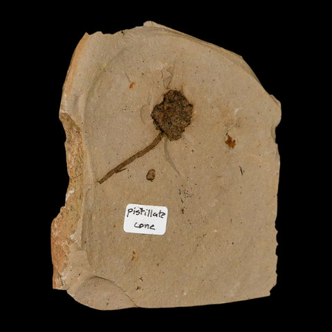 1.6" Rare Fossil Pistillate Cone Metasequoia Dawn Redwood Oligocene Age MT COA - Fossil Age Minerals