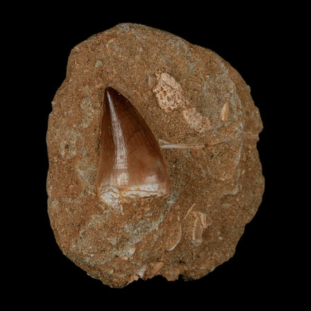 1.2" Mosasaur Prognathodon Fossil Tooth In Matrix Cretaceous Dinosaur Era COA