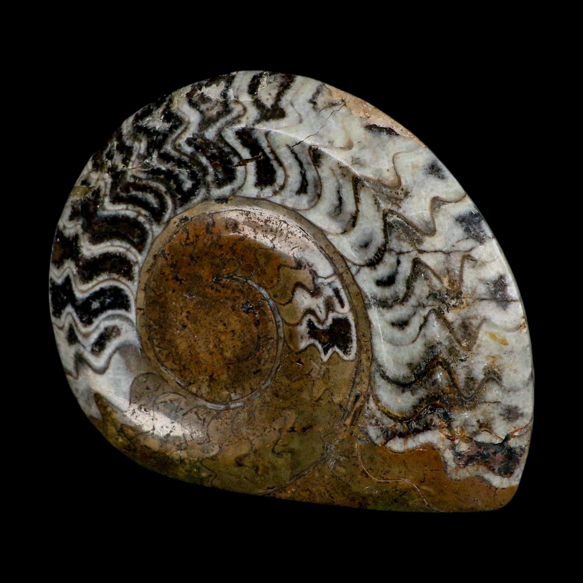 4.8" Goniatite Ammonite Fossil Polished Morocco Devonian Age COA