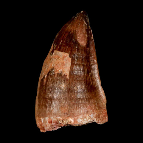 XL 2" Mosasaur Prognathodon Fossil Tooth Cretaceous Dinosaur Era COA & Stand