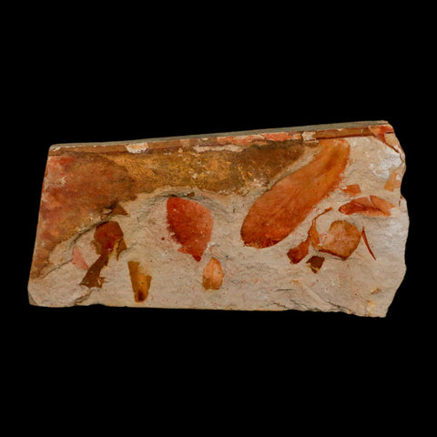 5.5" Detailed Glossopteris Browniana Fossil Plant Leaves Permian Age Australia - Fossil Age Minerals