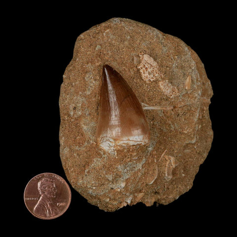 1.2" Mosasaur Prognathodon Fossil Tooth In Matrix Cretaceous Dinosaur Era COA