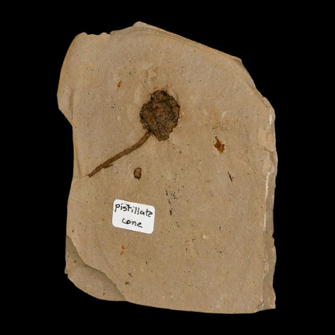 1.6" Rare Fossil Pistillate Cone Metasequoia Dawn Redwood Oligocene Age MT COA - Fossil Age Minerals
