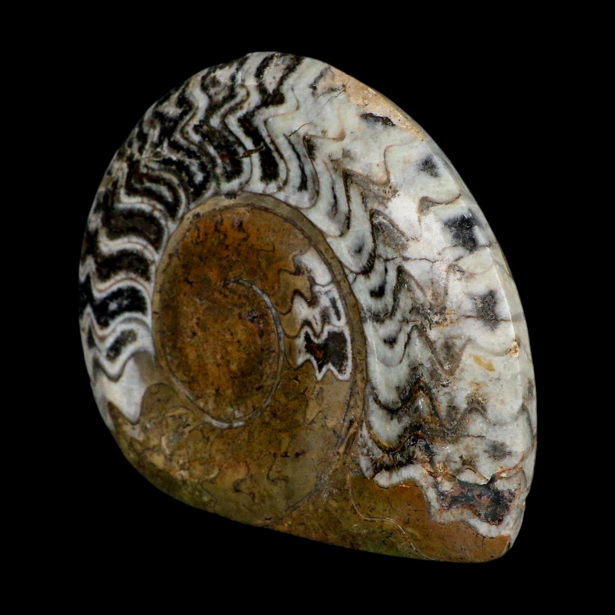 4.8" Goniatite Ammonite Fossil Polished Morocco Devonian Age COA