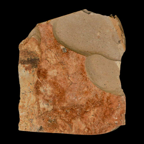 1.6" Rare Fossil Pistillate Cone Metasequoia Dawn Redwood Oligocene Age MT COA - Fossil Age Minerals