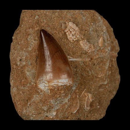 1.2" Mosasaur Prognathodon Fossil Tooth In Matrix Cretaceous Dinosaur Era COA