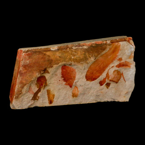 5.5" Detailed Glossopteris Browniana Fossil Plant Leaves Permian Age Australia - Fossil Age Minerals