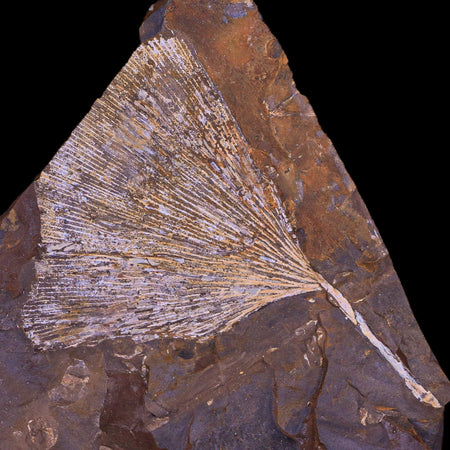 3.2" Detailed Ginkgo Cranei Fossil Plant Leaf Morton County, ND Paleocene Age COA