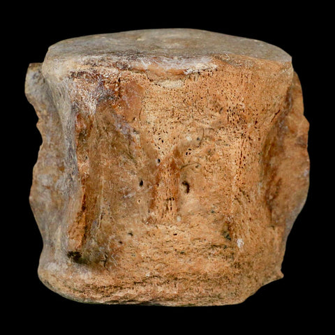 3.3" Basilosaurus Vertebrae Fossil Prehistoric Whale 34 Mil Yrs Old Late Eocene COA - Fossil Age Minerals