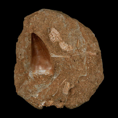 1.2" Mosasaur Prognathodon Fossil Tooth In Matrix Cretaceous Dinosaur Era COA