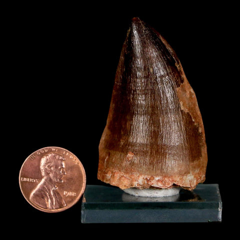 XL 2" Mosasaur Prognathodon Fossil Tooth Cretaceous Dinosaur Era COA & Stand