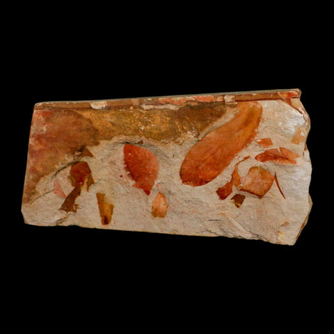 5.5" Detailed Glossopteris Browniana Fossil Plant Leaves Permian Age Australia - Fossil Age Minerals