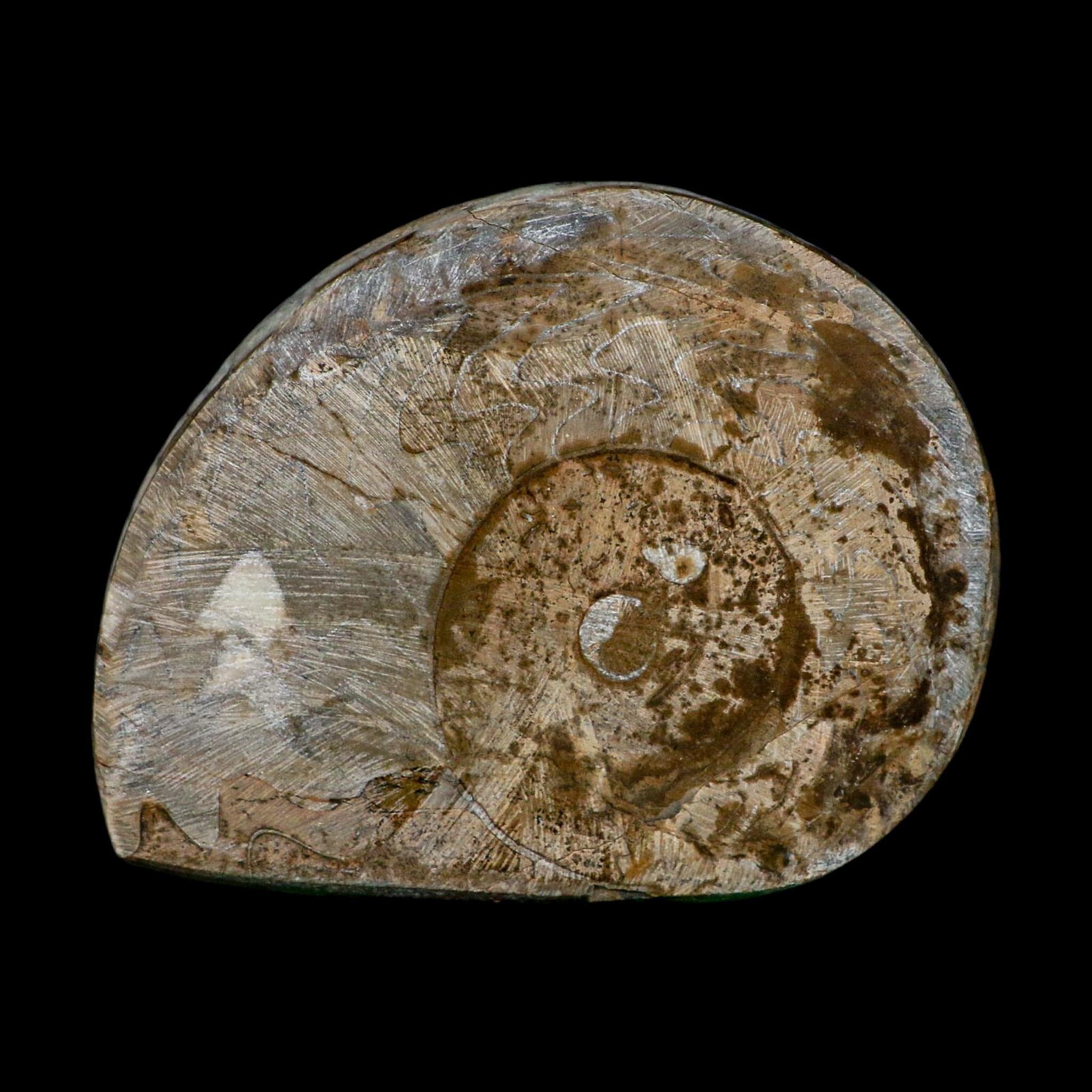 4.8" Goniatite Ammonite Fossil Polished Morocco Devonian Age COA