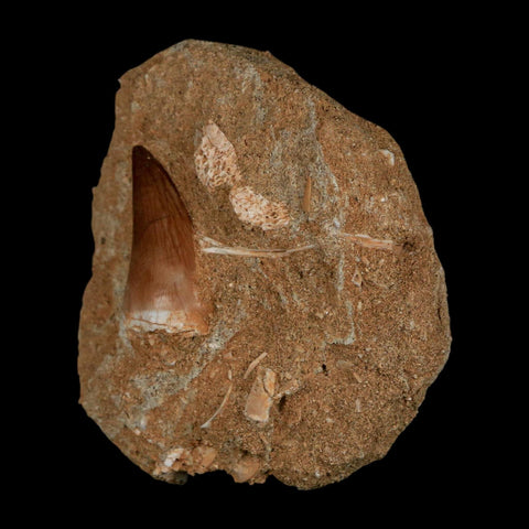 1.2" Mosasaur Prognathodon Fossil Tooth In Matrix Cretaceous Dinosaur Era COA