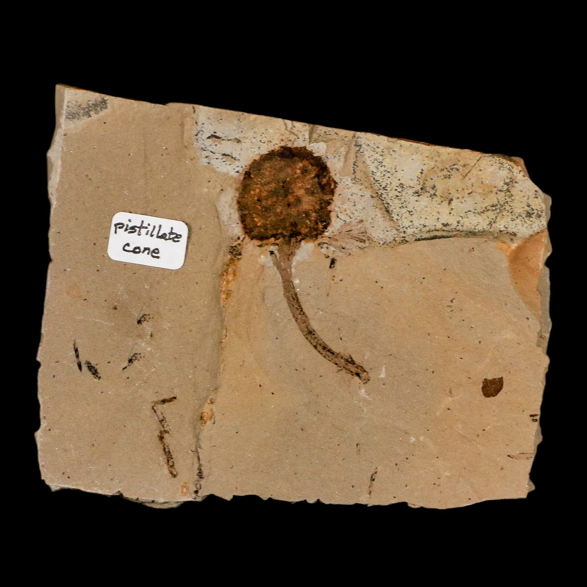 1.4" Rare Fossil Pistillate Cone Metasequoia Dawn Redwood Oligocene Age MT COA - Fossil Age Minerals