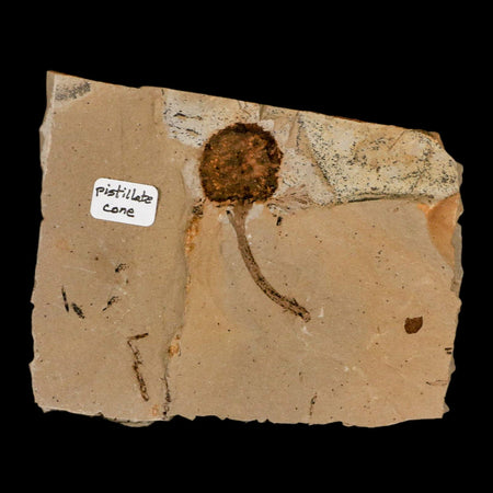 1.4" Rare Fossil Pistillate Cone Metasequoia Dawn Redwood Oligocene Age MT COA