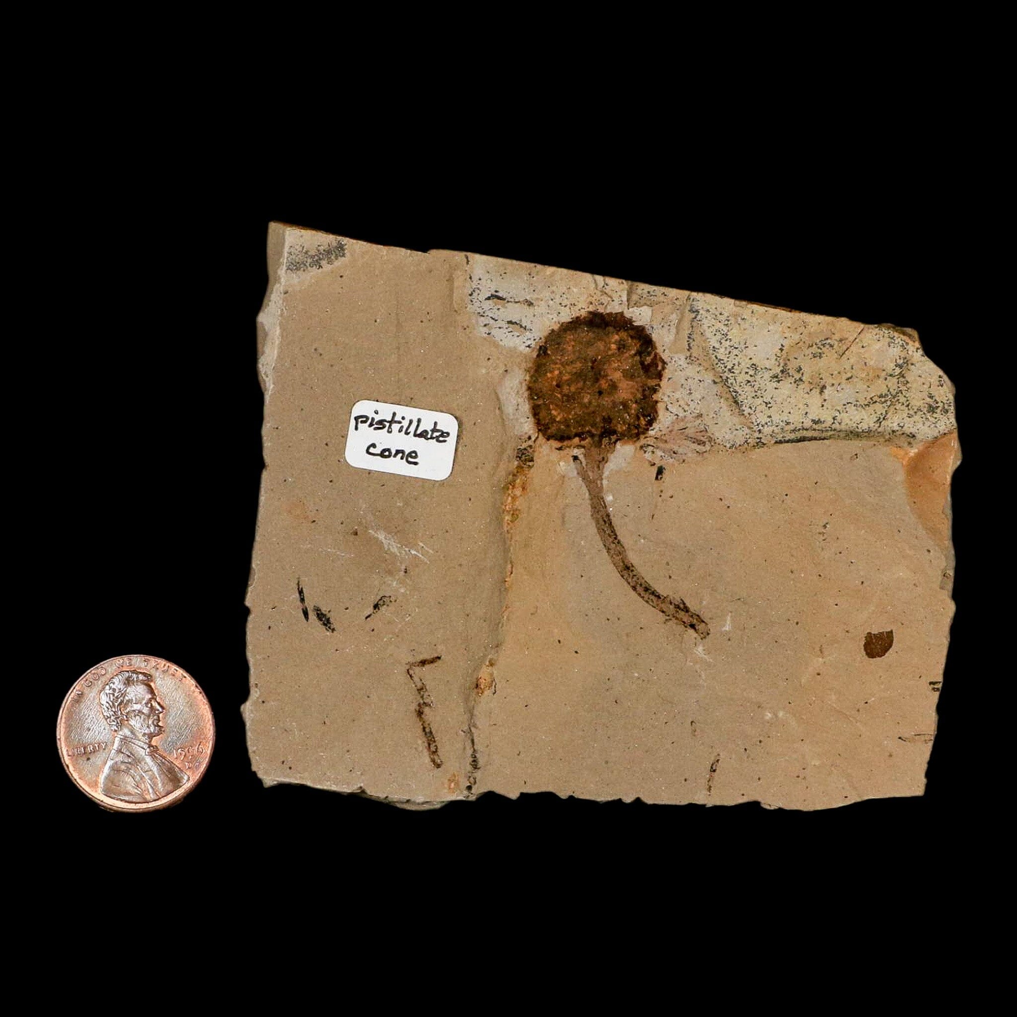 1.4" Rare Fossil Pistillate Cone Metasequoia Dawn Redwood Oligocene Age MT COA - Fossil Age Minerals