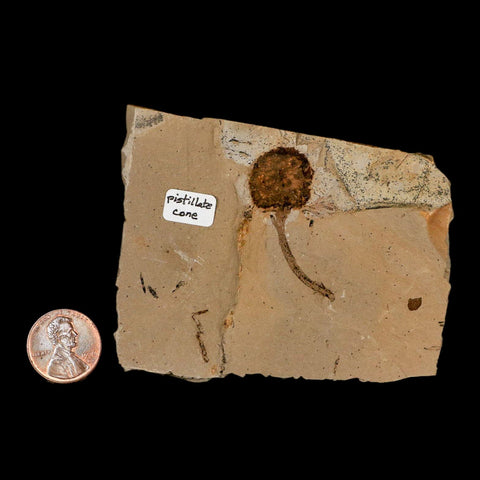 1.4" Rare Fossil Pistillate Cone Metasequoia Dawn Redwood Oligocene Age MT COA - Fossil Age Minerals