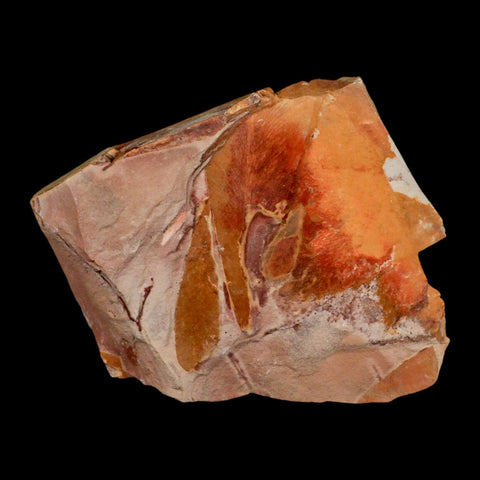 5.3" Detailed Glossopteris Browniana Fossil Plant Leaves Permian Age Australia - Fossil Age Minerals