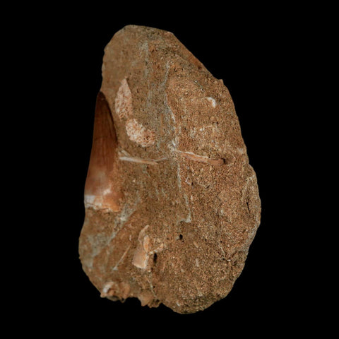 1.2" Mosasaur Prognathodon Fossil Tooth In Matrix Cretaceous Dinosaur Era COA