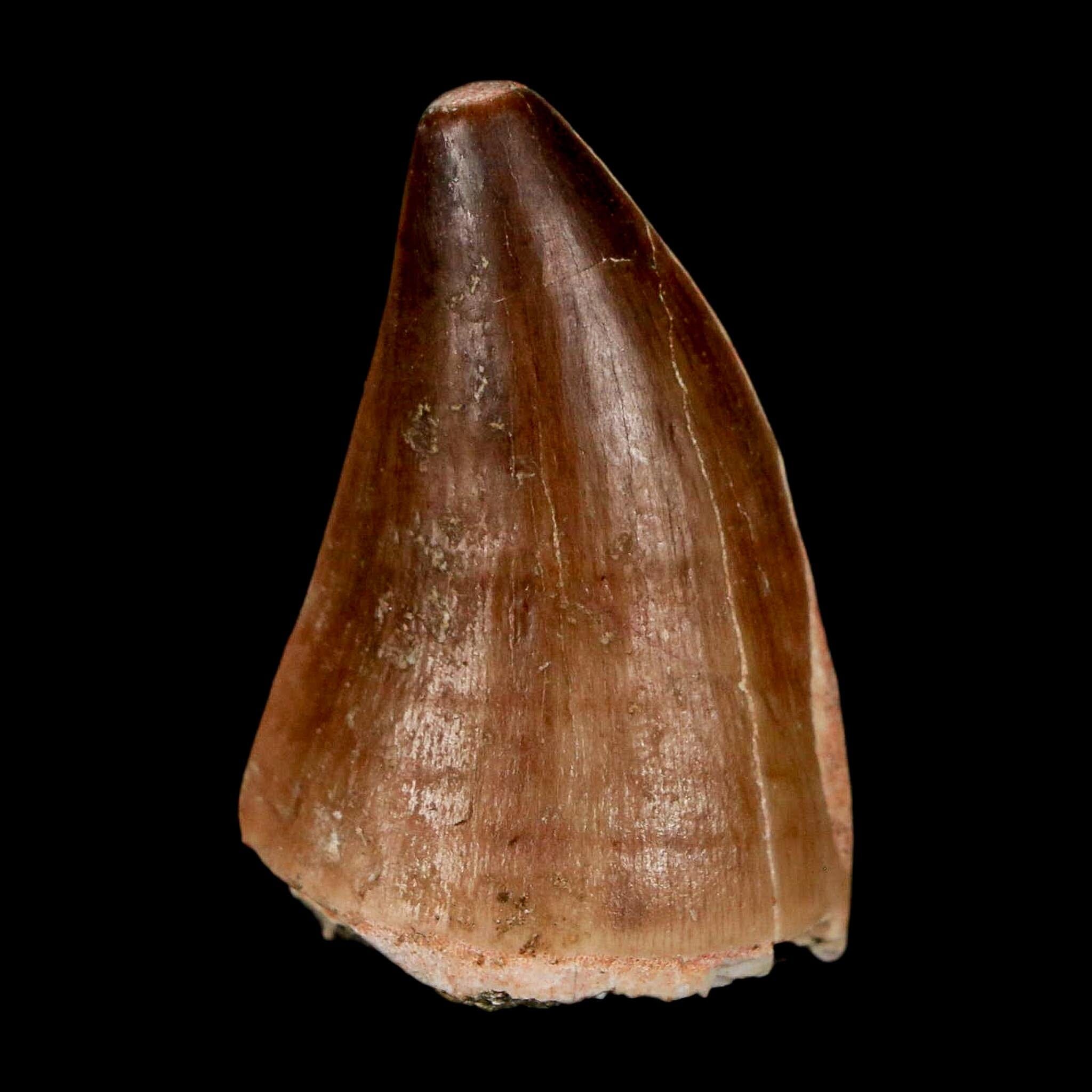 1.5" Mosasaur Prognathodon Fossil Tooth Cretaceous Dinosaur Era COA & Stand - Fossil Age Minerals