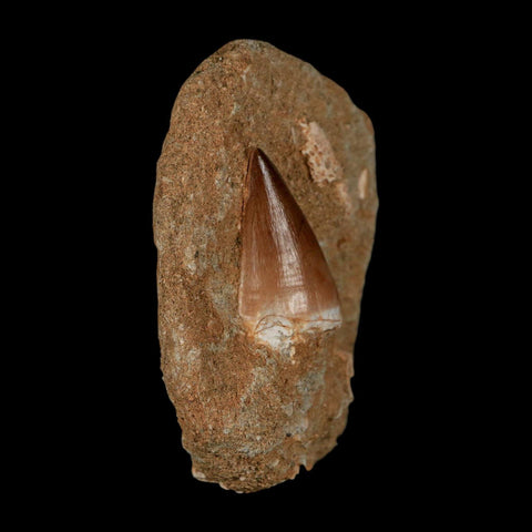 1.2" Mosasaur Prognathodon Fossil Tooth In Matrix Cretaceous Dinosaur Era COA