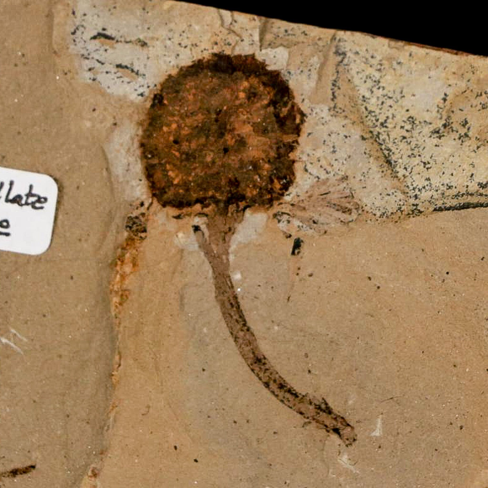 1.4" Rare Fossil Pistillate Cone Metasequoia Dawn Redwood Oligocene Age MT COA - Fossil Age Minerals