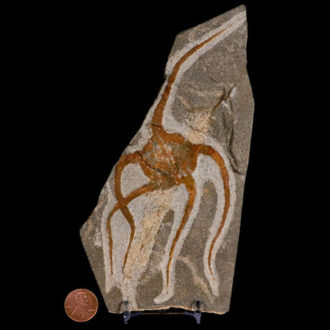 6.1" Brittlestar Ophiura Sp Starfish Fossil Ordovician Age Morocco COA & Stand - Fossil Age Minerals