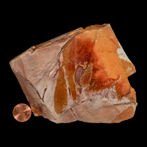 5.3" Detailed Glossopteris Browniana Fossil Plant Leaves Permian Age Australia - Fossil Age Minerals