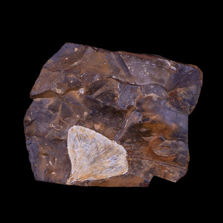 1.5" Detailed Ginkgo Cranei Fossil Plant Leaf Morton County, ND Paleocene Age COA